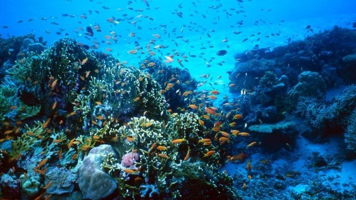 Diving at the Costa Blanca